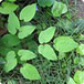 Zvýšení mužského libida, Epimedium Sagittatum also known as Horny Goat Weed