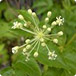 Zvýšit sexuální touhu, Sarsaparilla aka Smilax Ornata